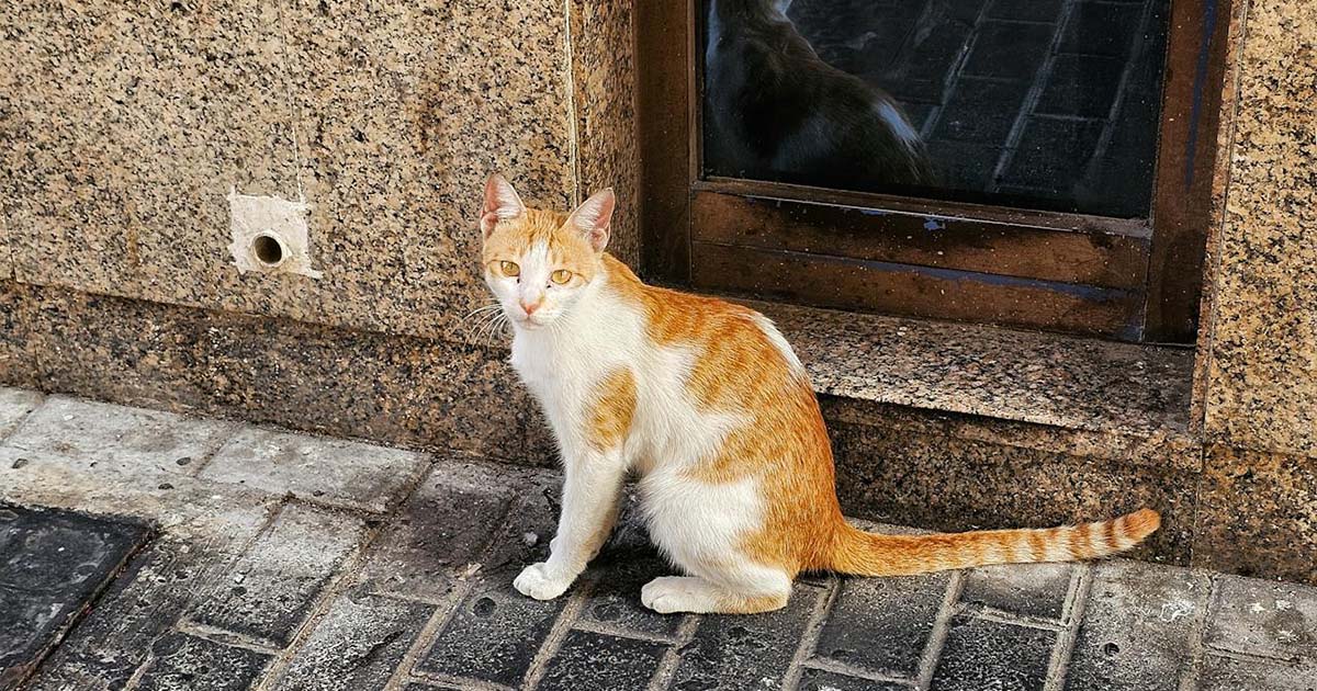 Gato perdido en la calle