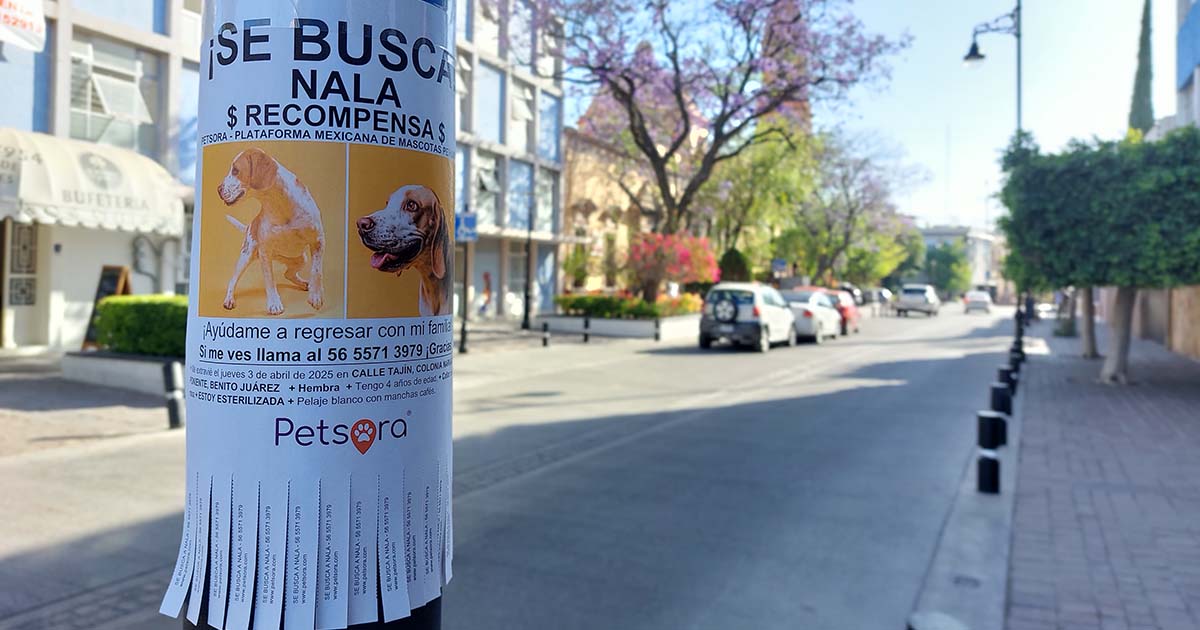 Cartel de mascota perdida pegado en un poste
