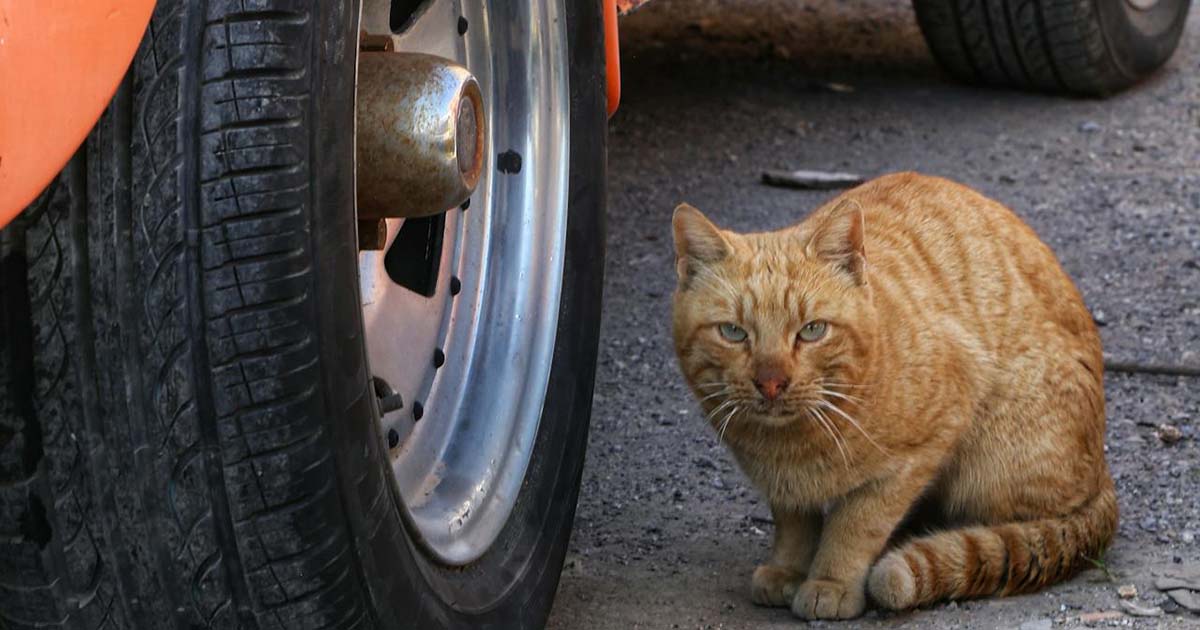 Gato escondido debajo de un automóvil