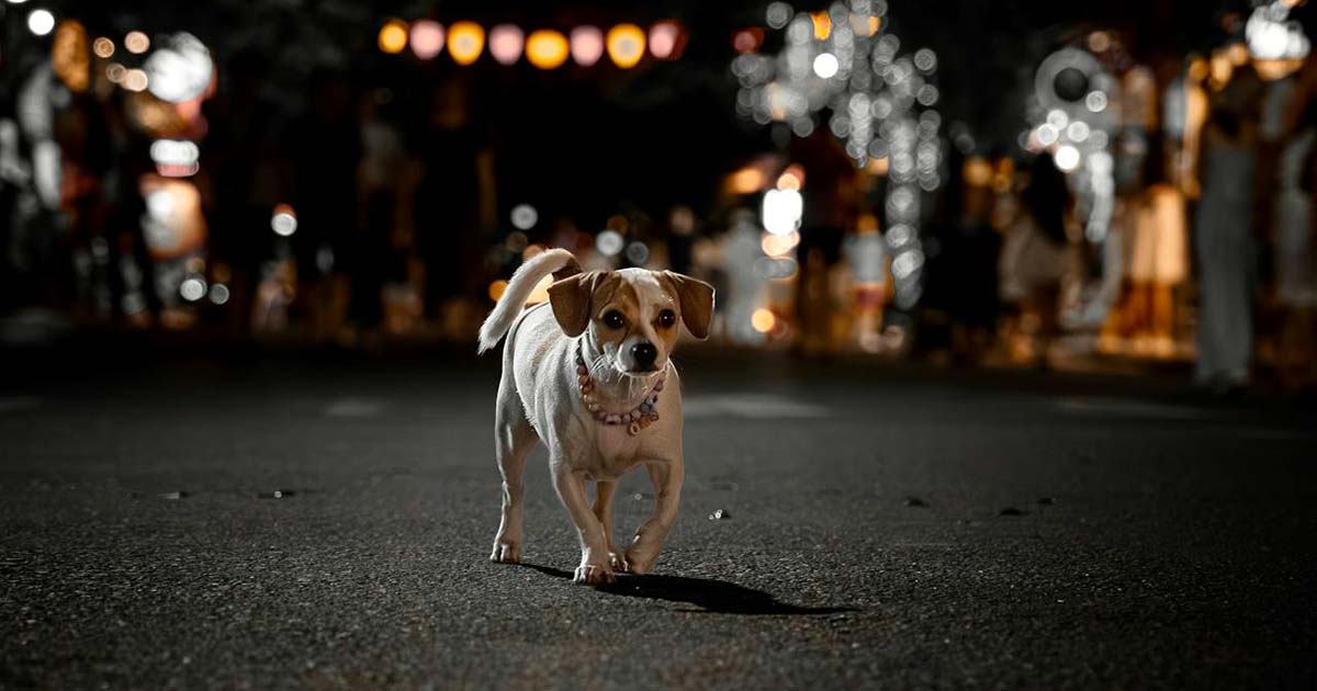 Qué hacer si se perdió tu mascota de noche
