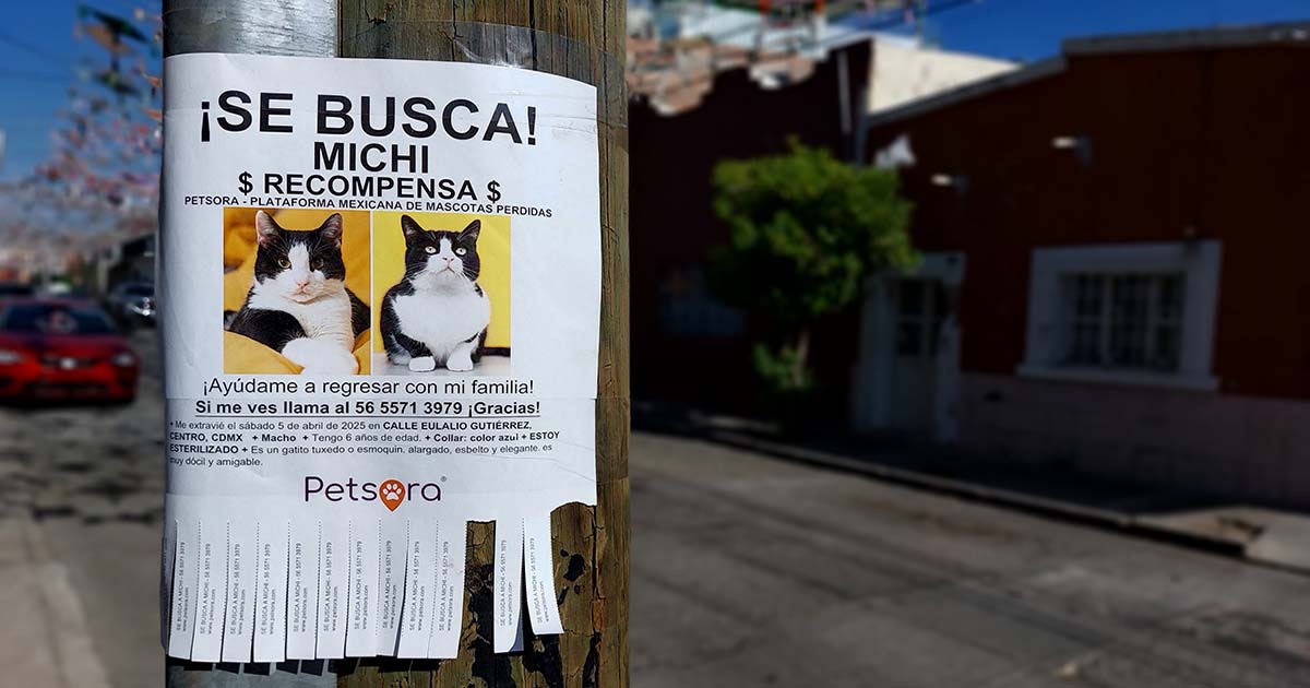Qué hacer si se perdió tu mascota: guía básica paso a paso