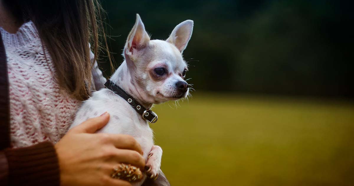 Persona cargando a su perrito Chihuahua